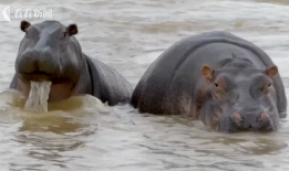 河马视频,探索未知，畅游视觉盛宴